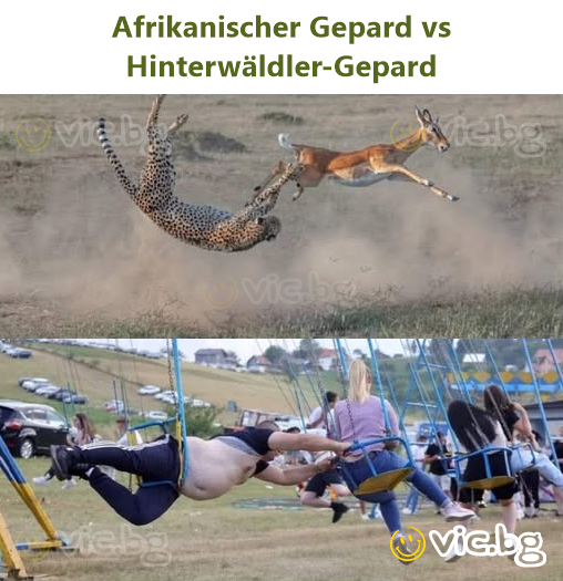 Afrikanischer Gepard vs Hinterwäldler-Gepard