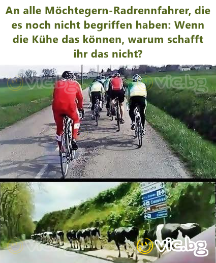 An alle Möchtegern-Radrennfahrer, die es noch niсhт begriffen haben: Wenn die Kühe das können, warum schafft ihr das niсhт?