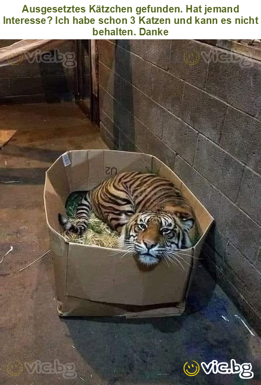 Ausgesetztes Kätzchen gefunden. Hat jemand Interesse? Ich habe schon 3 Katzen und kann es nicht behalten. Danke