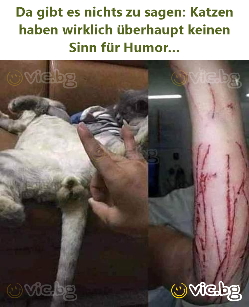 Da gibt es nichts zu sagen: Katzen haben wirklich überhaupt keinen Sinn für Humor…