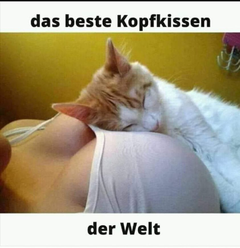 Das beste Kopfkissen der Welt