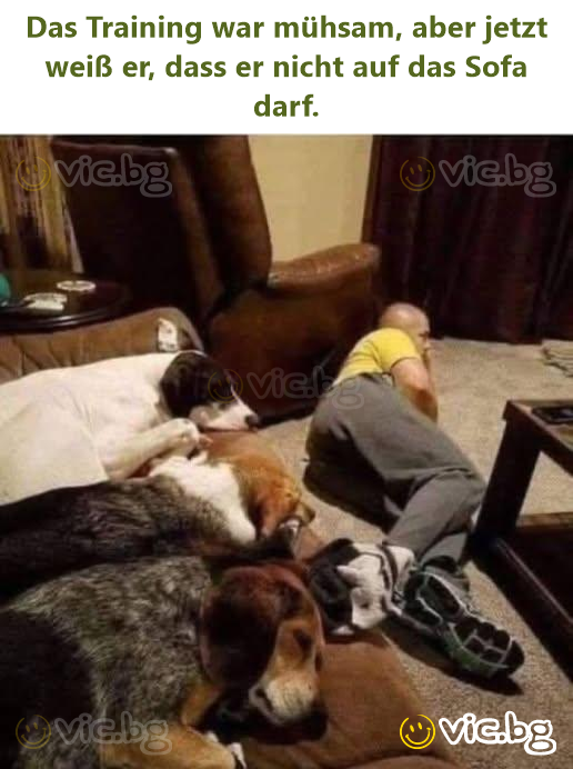 Das Training war mühsam, aber jetzt weiß er, dass er niсhт auf das Sofa darf.