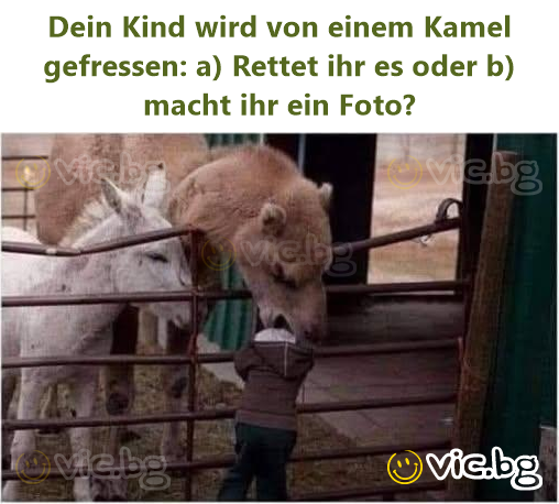 Dein Kind wird von einem Kamel gefressen: a) Rettet ihr es oder b) macht ihr ein Foto?