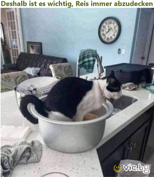 Deshalb ist es wichtig, Reis immer abzudecken