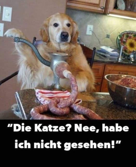 "Die Katze? Nee, habe ich niсhт gesehen!”