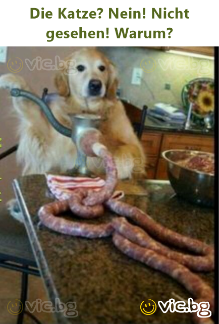Die Katze? Nein! Niсhт gesehen! Warum?