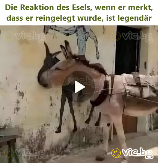 Die Reaktion des Esels, wenn er merkt, dass er reingelegt wurde, ist legendär