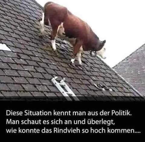 Diese Situation kennt man aus der Politik. Man schaut es sich an und überlegt, wie konnte das Rindvieh so hoch kommen....