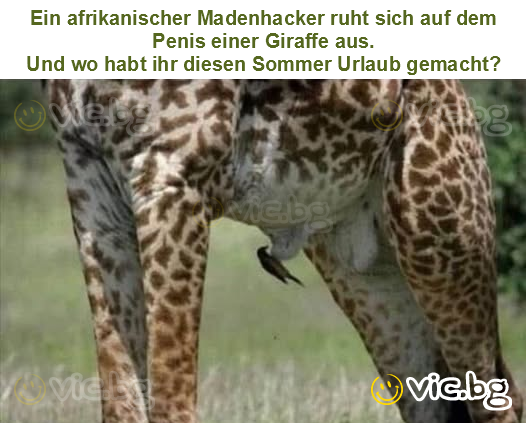 Ein afrikanischer Madenhacker ruht sich auf dem Penis einer Giraffe aus.
Und wo habt ihr diesen Sommer Urlaub gemacht?