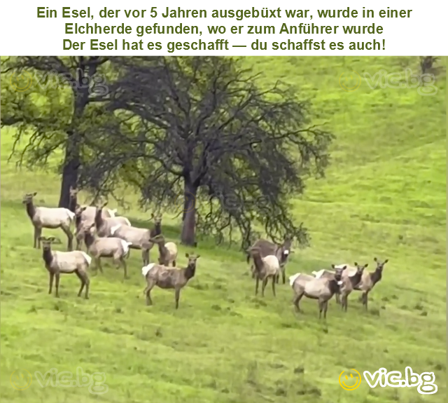 Ein Esel, der vor 5 Jahren ausgebüxt war, wurde in einer Elchherde gefunden, wo er zum Anführer wurde
Der Esel hat es geschafft — du schaffst es auch!