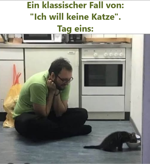 Ein klassischer Fall von: "Ich will keine Katze". Tag eins: