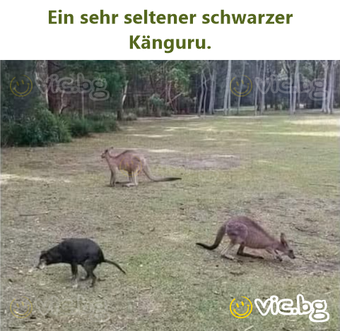Ein sehr seltener schwarzer Känguru.