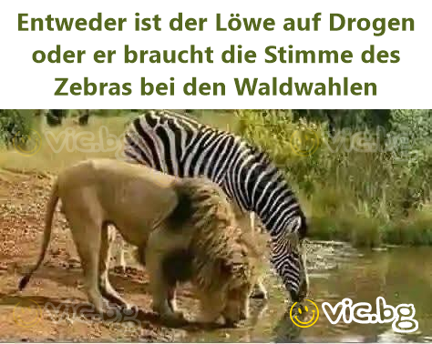 Entweder ist der Löwe auf Drogen oder er braucht die Stimme des Zebras bei den Waldwahlen