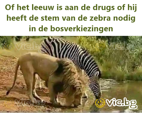 Entweder ist der Löwe auf Drogen oder er braucht die Stimme des Zebras bei den Waldwahlen