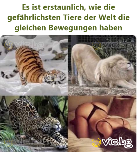 Es ist erstaunlich, wie die gefährlichsten Tiere der Welt die gleichen Bewegungen haben