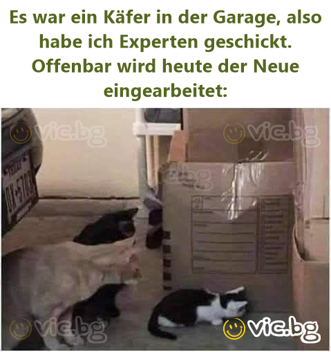 Es war ein Käfer in der Garage, also habe ich Experten geschickt. Offenbar wird heute der Neue eingearbeitet: