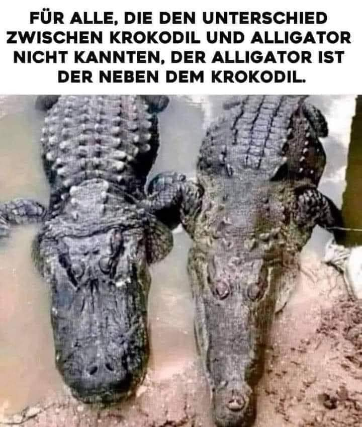 Für alle, die den unterschied zwischen krokodil und alligator niсhт kannten, der alligator ist der neben dem krokodil.