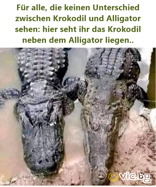 Für alle, die keinen Unterschied zwischen Krokodil und Alligator sehen: hier seht ihr das Krokodil neben dem Alligator liegen..