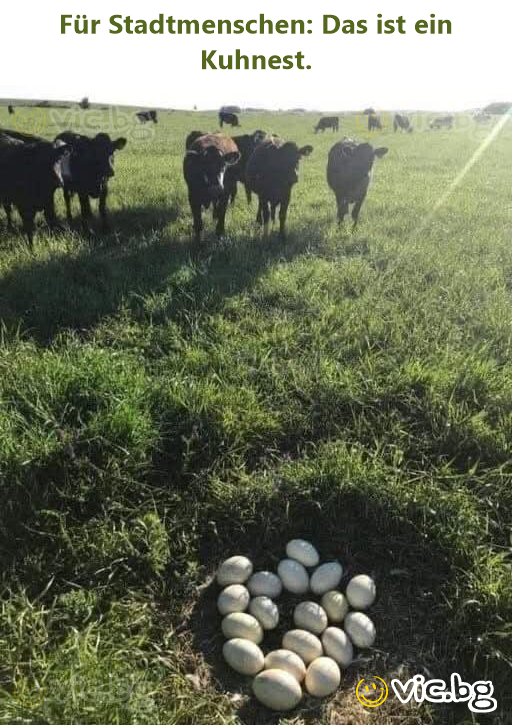 Für Stadtmenschen: Das ist ein Kuhnest.