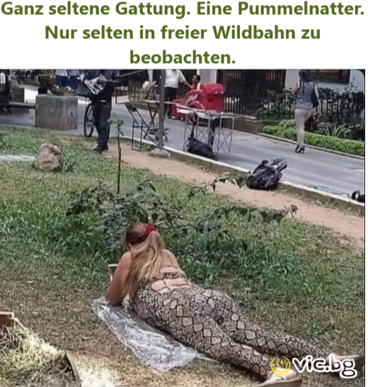 Ganz seltene Gattung. Eine Pummelnatter. Nur selten in freier Wildbahn zu beobachten.