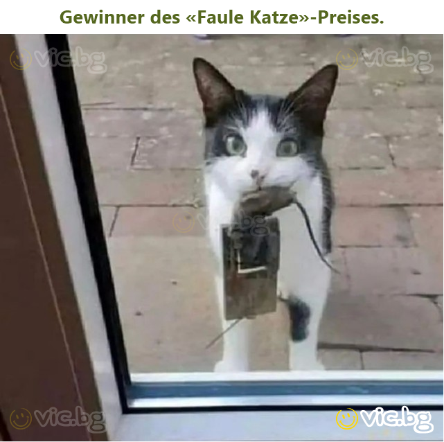 Gewinner des «Faule Katze»-Preises.