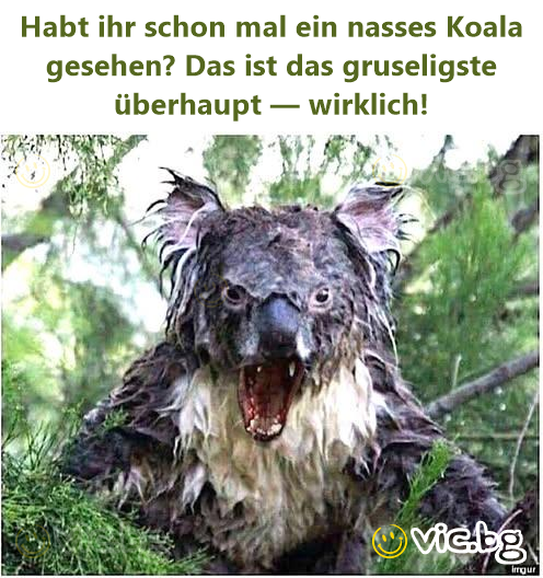 Habt ihr schon mal ein nasses Koala gesehen? Das ist das gruseligste überhaupt — wirklich!