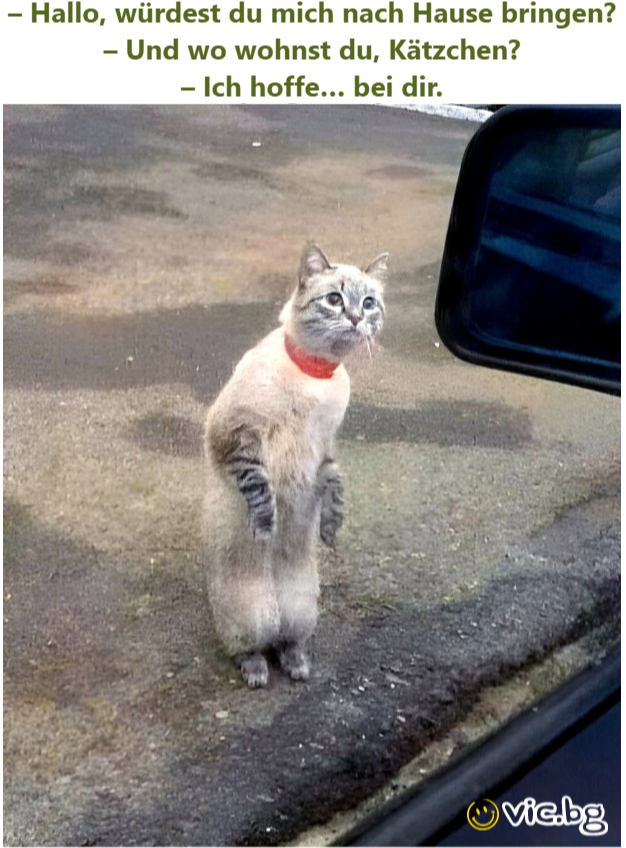 – Hallo, würdest du mich nach Hause bringen? – Und wo wohnst du, Kätzchen? – Ich hoffe… bei dir.
