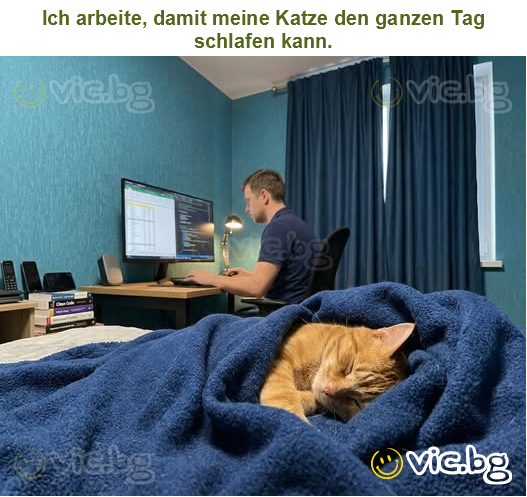 Ich arbeite, damit meine Katze den ganzen Tag schlafen kann.