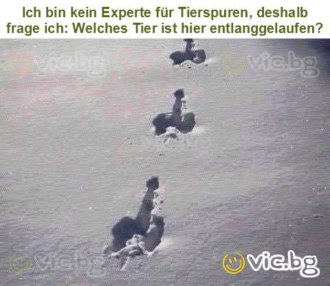 Ich bin kein Experte für Tierspuren, deshalb frage ich: Welches Tier ist hier entlanggelaufen?