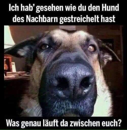 Ich hab' gesehen wie du den Hund des Nachbarn gestreichelt hast.  Was genau läuft da zwischen euch?
