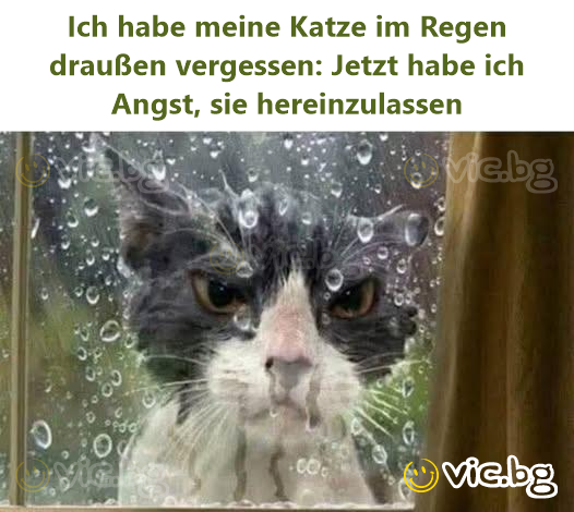 Ich habe meine Katze im Regen draußen vergessen: Jetzt habe ich Angst, sie hereinzulassen