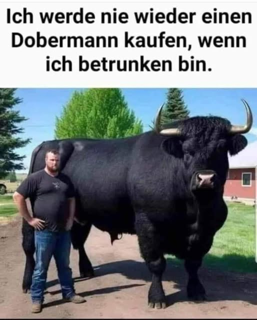 Ich werde nie wieder einen Dobermann kaufen, wenn ich betrunken bin.