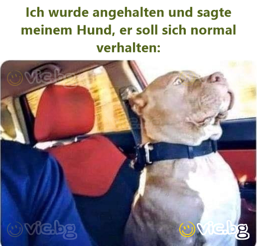 Ich wurde angehalten und sagte meinem Hund, er soll sich normal verhalten:
