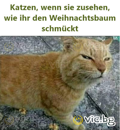 Katzen, wenn sie zusehen, wie ihr den Weihnachtsbaum schmückt
