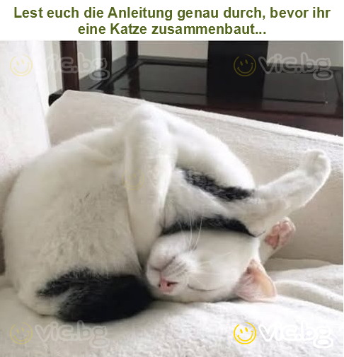 Lest euch die Anleitung genau durch, bevor ihr eine Katze zusammenbaut...