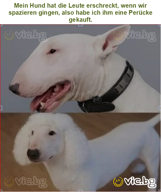 Mein Hund hat die Leute erschreckt, wenn wir spazieren gingen, also habe ich ihm eine Perücke gekauft.
