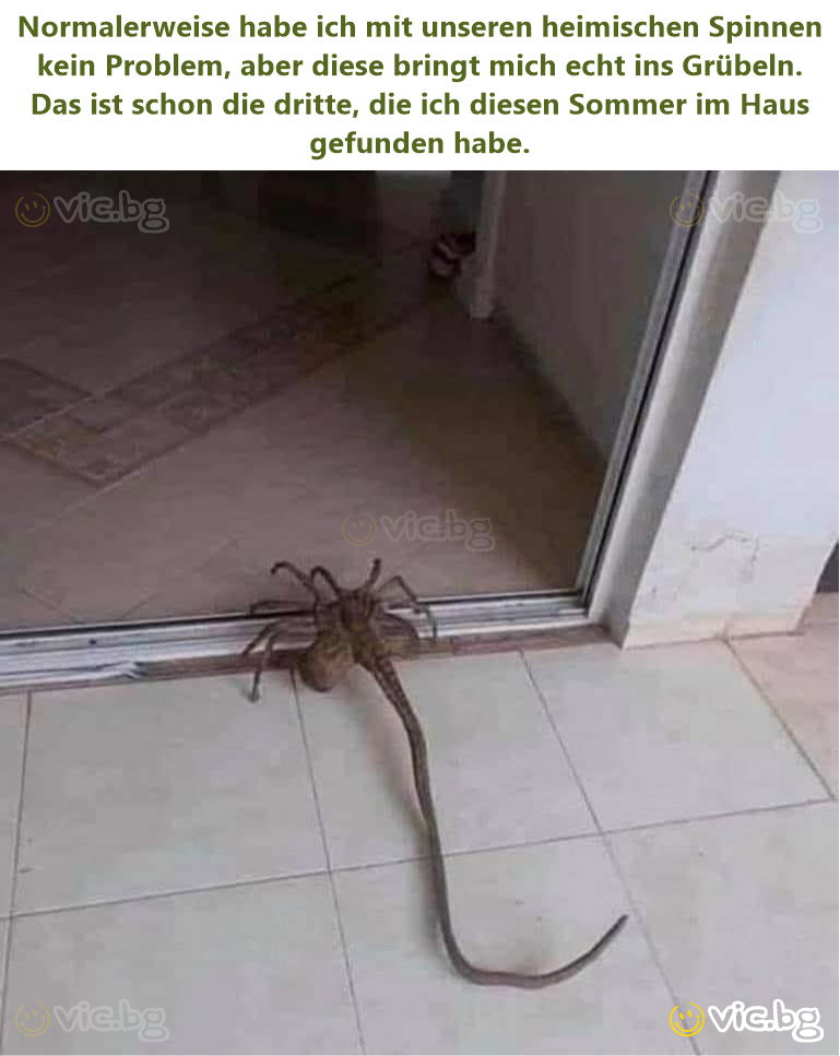 Normalerweise habe ich mit unseren heimischen Sрinnеn kein Problem, aber diese bringt mich echt ins Grübeln. Das ist schon die dritte, die ich diesen Sommer im Haus gefunden habe.