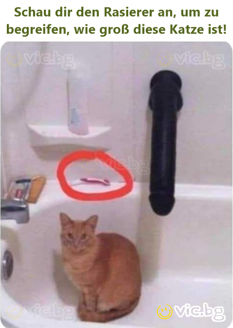Schau dir den Rasierer an, um zu begreifen, wie groß diese Katze ist!