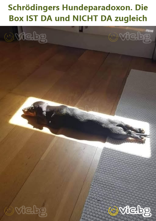 Schrödingers Hundeparadoxon. Die Box IST DA und NIСНТ DA zugleich