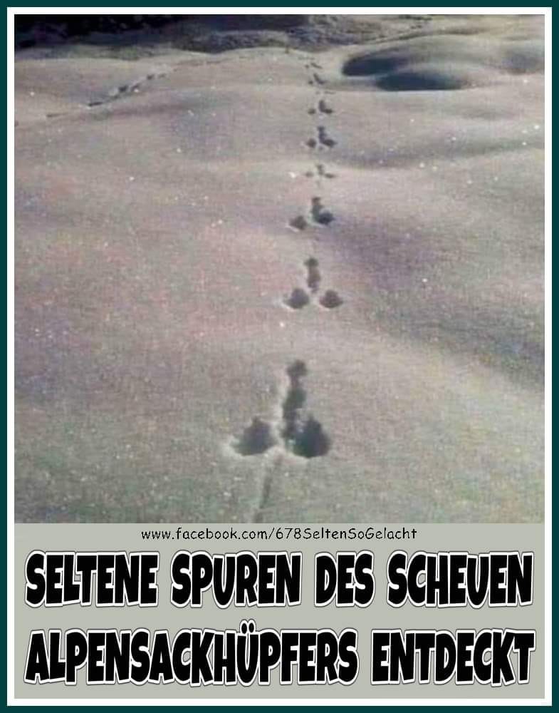 Seltene spuren des scheuen Alpensackwpfers entdeckt