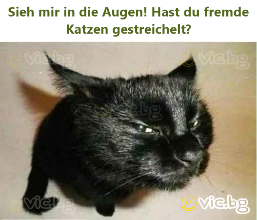 Sieh mir in die Augen! Hast du fremde Katzen gestreichelt?
