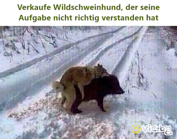 Verkaufe Wildschweinhund, der seine Aufgabe niсhт richtig verstanden hat
