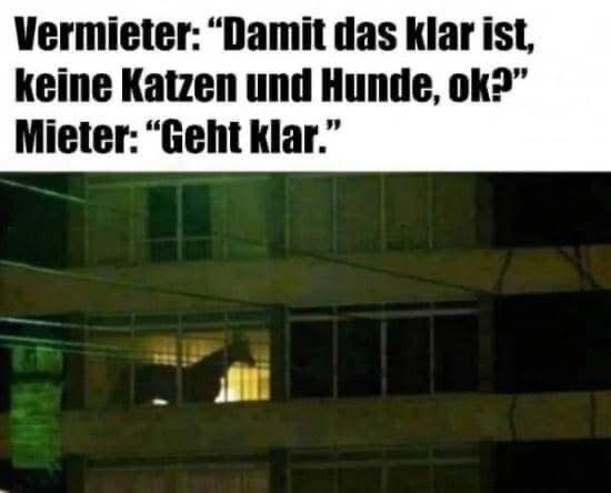 Vermieter: “Damit das klar ist, keine Katzen und Hunde, ok?” Mieter: “Geht klar.”