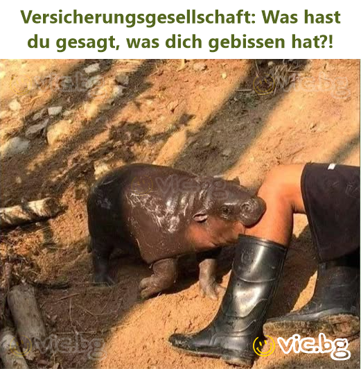 Versicherungsgesellschaft: Was hast du gesagt, was dich gebissen hat?!