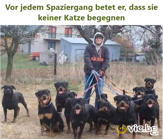 Vor jedem Spaziergang betet er, dass sie keiner Katze begegnen