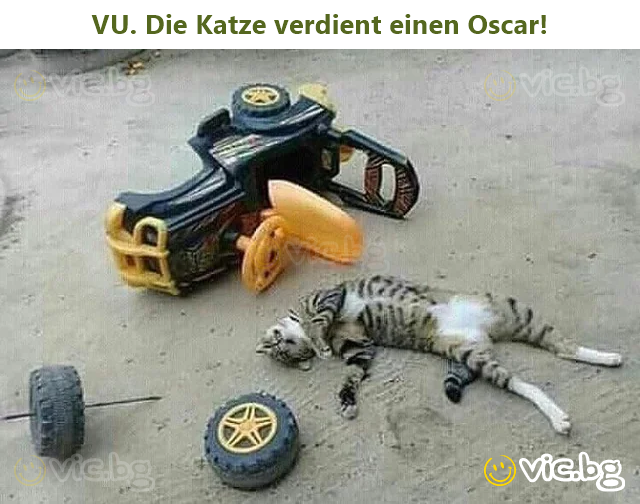 VU. Die Katze verdient einen Oscar!