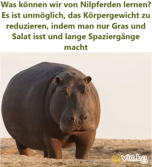 Was können wir von Nilpferden lernen? Es ist unmöglich, das Körpergewicht zu reduzieren, indem man nur Gras und Salat isst und lange Spaziergänge macht