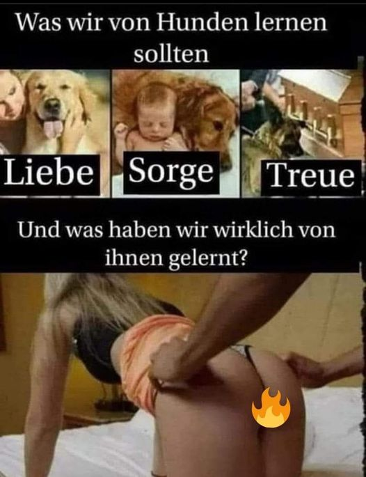 Was wir von Hunden lernen sollten, Liebe,Sorge,Treue. Und was haben wir wirklich von ihnen gelernt?