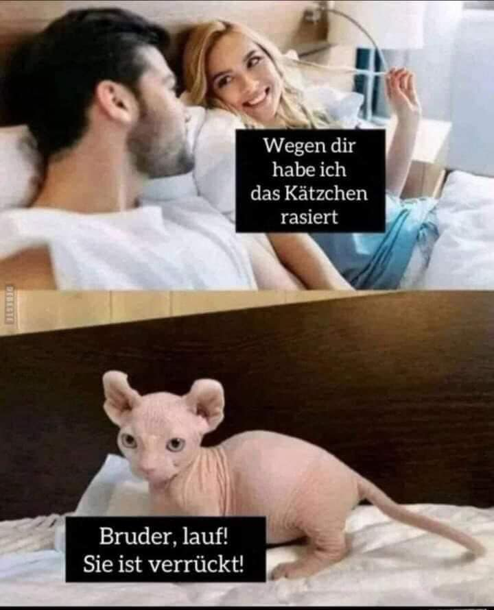 Wegen dir habe ich das Kätzchen rasiert. Bruder, lauf! Sie ist verrückt!