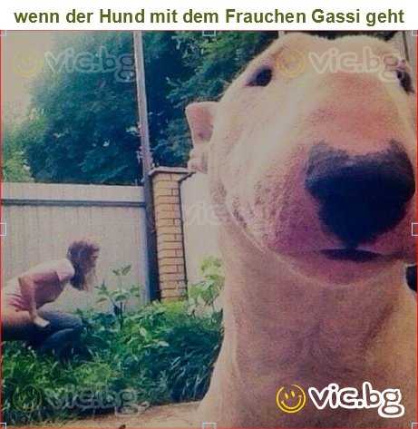 wenn der Hund mit dem Frauchen Gassi geht